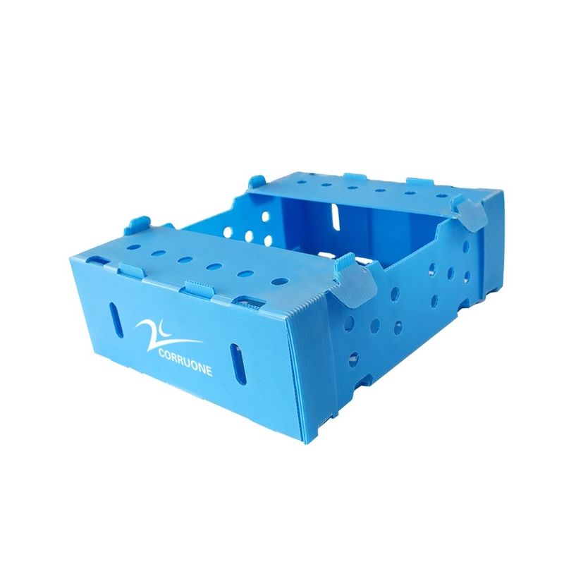5mm 6mm plastikowe pudełka Correx PP na owoce i warzywa