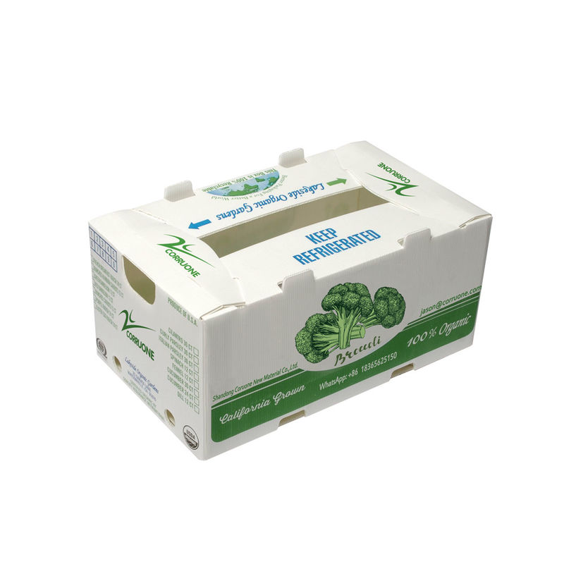 OEM Fabryka produkuje PP plastikowe boxe faliste dla świeżej słodkiej kukurydzy brokuły jajkowaty imbirowy
