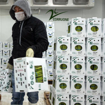 dostosować składane kolorowe PP plastikowe Correx Corflute Coroplast recykling warzywa owoce pudełka do przechowywania